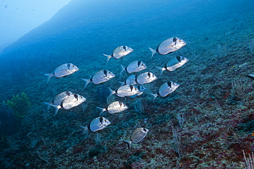 Shoal of Two-banded Breams, Diplodus vulgaris, Les Ferranelles, Medes Islands, Costa Brava, Mediterranean Sea, Spain