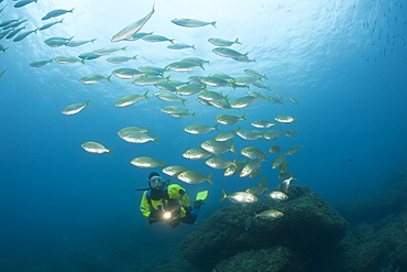 Diver and Shoal of Cow Breams, Sarpa salpa, Carall Bernat, Medes Islands, Costa Brava, Mediterranean Sea, Spain