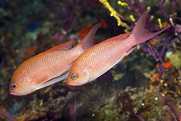 Mediterranean Anthias, Anthias anthias, El Medallot, Medes Islands, Costa Brava, Mediterranean Sea, Spain