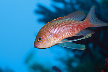 Mediterranean Anthias, Anthias anthias, El Medallot, Medes Islands, Costa Brava, Mediterranean Sea, Spain