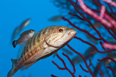 Portrait of Comber, Serranus cabrilla, El Medallot, Medes Islands, Costa Brava, Mediterranean Sea, Spain