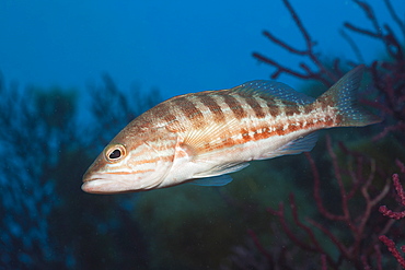 Portrait of Comber, Serranus cabrilla, Pedra de Deu, Medes Islands, Costa Brava, Mediterranean Sea, Spain