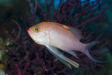 Mediterranean Anthias, Anthias anthias, Pedra de Deu, Medes Islands, Costa Brava, Mediterranean Sea, Spain