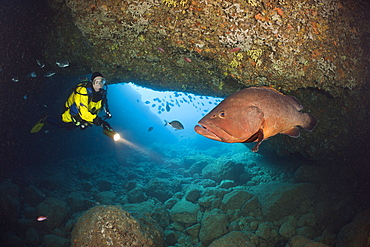 Scuba Diver and Dusky Grouper in Cave, Epinephelus marginatus, Dofi North, Medes Islands, Costa Brava, Mediterranean Sea, Spain