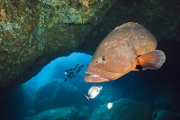 Dusky Grouper inside Cave, Epinephelus marginatus, Dofi North, Medes Islands, Costa Brava, Mediterranean Sea, Spain