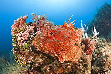 Great Rockfish, Scorpaena scrofa, Les Ferranelles, Medes Islands, Costa Brava, Mediterranean Sea, Spain