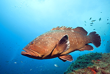 Dusky Grouper, Epinephelus marginatus, Carall Bernat, Medes Islands, Costa Brava, Mediterranean Sea, Spain