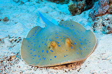 Blue-spotted Stingray, Taeniura lymma, Marsa Alam, Red Sea, Egypt