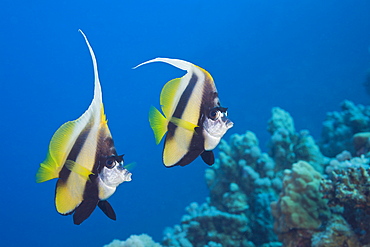 Red Sea Bannerfish, Heniochus intermedius, Safaga, Red Sea, Egypt