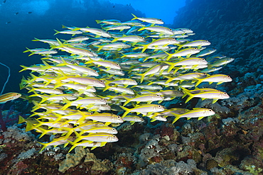 Yellowfin Goatfishes, Mulloidichthys vanicolensis, Daedalus Reef, Red Sea, Egypt