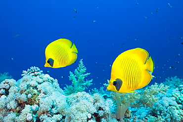 Pair of Masked Butterflyfish, Chaetodon semilarvatus, St. Johns Reef, Rotes Meer, Egypt