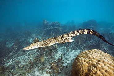 Saltwater Crocodile, Crocodylus porosus, Queensland, Australia