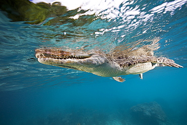 Saltwater Crocodile, Crocodylus porosus, Queensland, Australia