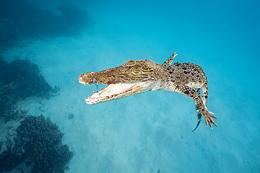 Saltwater Crocodile, Crocodylus porosus, Queensland, Australia