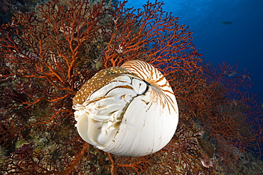 Nautilus, Nautilus pompilius, Great Barrier Reef, Australia