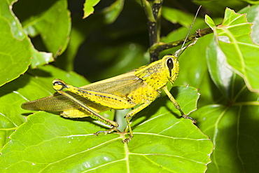 Grasshopper, Gomphocerinae, Peleliu Island, Micronesia, Palau