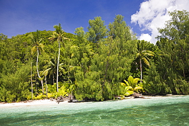 Palm-lined Beach at Palau, Micronesia, Palau