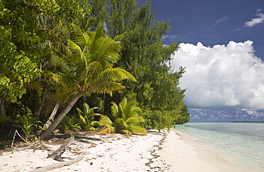 Palm-lined Beach at Palau, Micronesia, Palau