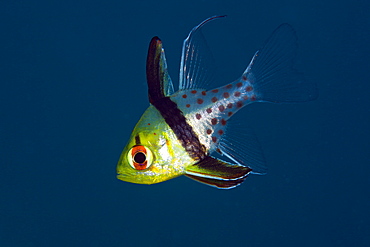 Pyjama Cardinalfish, Sphaeramia nematoptera, Micronesia, Palau