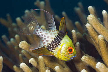 Pyjama Cardinalfish, Sphaeramia nematoptera, Micronesia, Palau