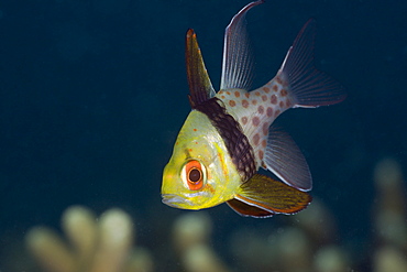 Pyjama Cardinalfish, Sphaeramia nematoptera, Micronesia, Palau