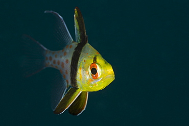 Pyjama Cardinalfish, Sphaeramia nematoptera, Micronesia, Palau