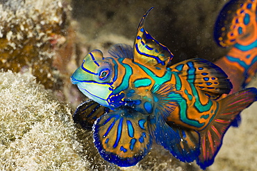 Mandarinfish, Syhchiropus splendidus, Micronesia, Palau