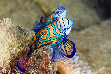 Mating Mandarinfish, Syhchiropus splendidus, Micronesia, Palau