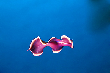 Swimming Flatworm, Pseudoceros spec., Short Dropoff, Micronesia, Palau