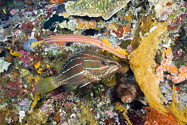 Trumpetfish hiding behind White-lined Grouper, Auostomus chinensis, Anyperodon leucogrammicus, Short Dropoff, Micronesia, Palau