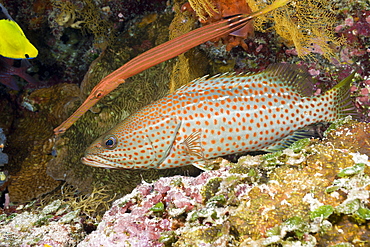 Trumpetfish hiding behind White-lined Grouper, Auostomus chinensis, Anyperodon leucogrammicus, Short Dropoff, Micronesia, Palau