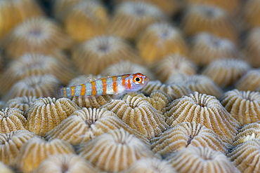 Striped Goby, Trimma cana, Turtle Cove, Micronesia, Palau