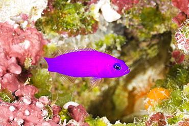 Magenta Dottyback, Pseudochromis porphyreus, Turtle Cove, Micronesia, Palau