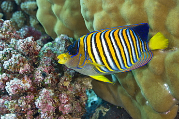 Regal Angelfish, Pygoplites diacanthus, Turtle Cove, Micronesia, Palau