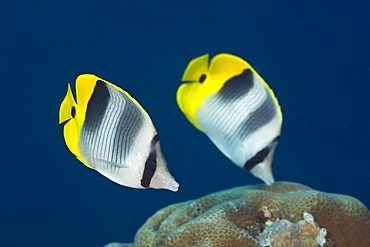 Pair Double-saddle Butterflyfish, Chaetodon ulietensis, Turtle Cove, Micronesia, Palau