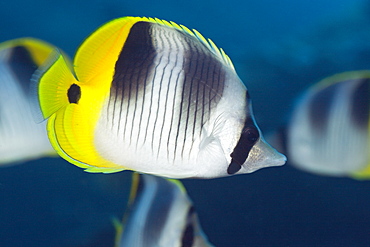 Double-saddle Butterflyfish, Chaetodon ulietensis, Turtle Cove, Micronesia, Palau