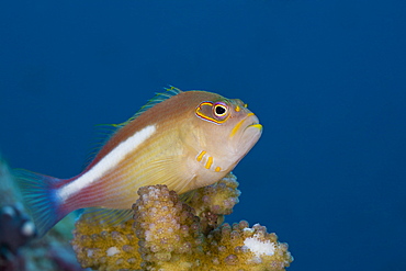 Arc-eye Hawkfish, Paracirrhites arcatus, Turtle Cove, Micronesia, Palau