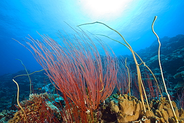 Reef with Whip Corals, Ellisella ceratophyta, Ulong Channel, Micronesia, Palau