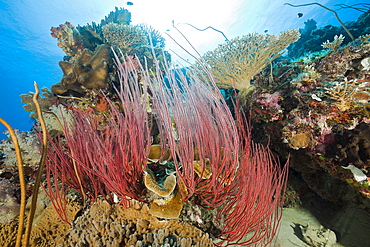 Reef with Whip Corals, Ellisella ceratophyta, Junceella fragilis, Ulong Channel, Micronesia, Palau