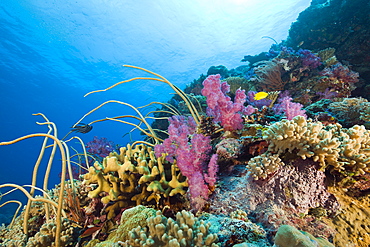 Reef with Sea Whips and Soft Corals, Junceella fragilis, Dendronephthya, Ulong Channel, Micronesia, Palau