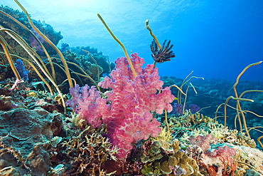 Reef with Sea Whips and Soft Corals, Junceella fragilis, Dendronephthya, Ulong Channel, Micronesia, Palau