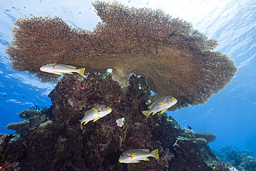 Diagonal-banded Sweetlips under Table Coral, Plectorhinchus lineatus, Ulong Channel, Micronesia, Palau