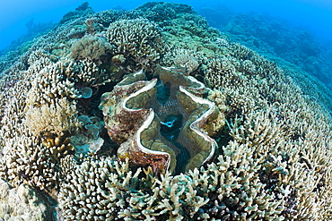 Giant Clam between Branching Corals, Tridacna Squamosa, Micronesia, Palau