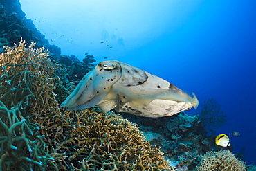 Broadclub Cuttlefish guarding Clutch, Sepia latimanus, Micronesia, Palau