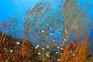 Shoal of Chromis in Sea Fan, Chromis spec., Micronesia, Palau