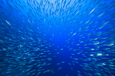 Shoal of Mackerel Scads, Decapterus maruadsi, Ulong Channel, Micronesia, Palau