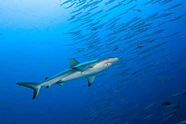 Grey Reef Shark and Barracudas, Carcharhinus amblyrhynchos, Ulong Channel, Micronesia, Palau