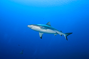 Grey Reef Shark, Carcharhinus amblyrhynchos, Ulong Channel, Micronesia, Palau