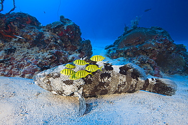 Malabar Grouper and Pilotfishes, Epinephelus malabaricus, Gnathanodon speciosus, Ulong Channel, Micronesia, Palau