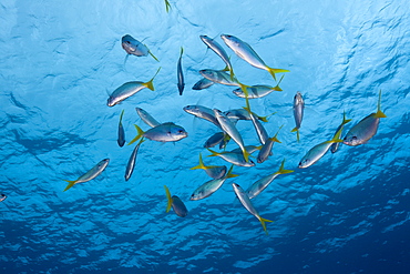 Shoal of Robust Fusilier, Caesio cuning, Ulong Channel, Micronesia, Palau